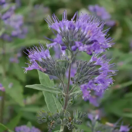 [100672] Caryopteris clandonensis Petit Bleu Pot C3.5
