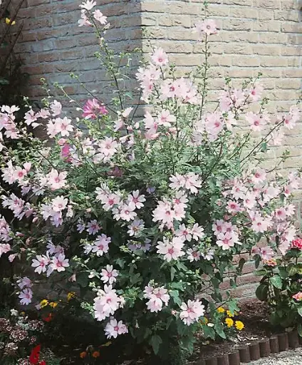 [126905] Lavatera Barnsley Pot P19 - C3Litres