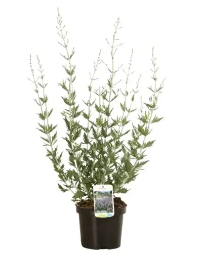 [106262] Perovskia atriplicifolia Blue Spire Pot C3.5
