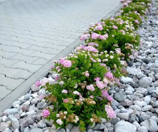 [101124] Spiraea japonica little princess Pot