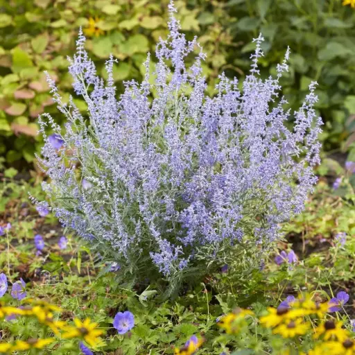 [107528] Perovskia atriplicifolia Pot P17 cm