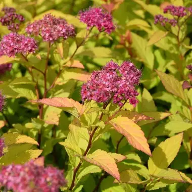 [110250] Spiraea japonica Goldflame Pot C3L ** Spirée du Japon **
