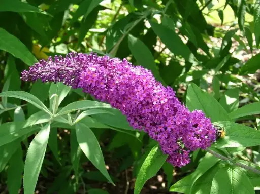 [102458] Buddleja davidii Border Beauty XL Pot C7.5Litres 