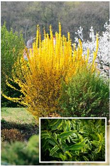 [108433] Forsythia intermedia Variegata Pot C3.5