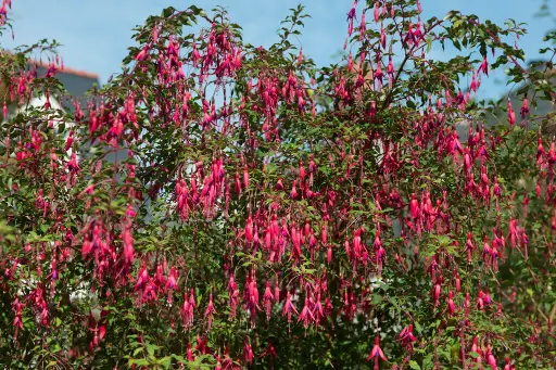[115254] Fuchsia magellanica Riccartonii Pot C2Litres