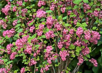 [101083] Ribes sanguineum King Edward VII Pot C7.5Litres Grande plante XXL ** Groseiller sanguin **