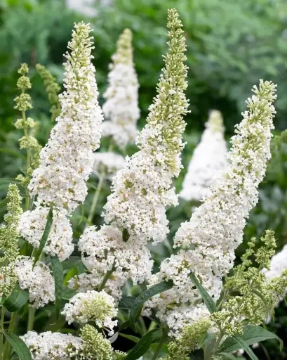 [111684] Buddleja davidii White Profusion Pot C3L
