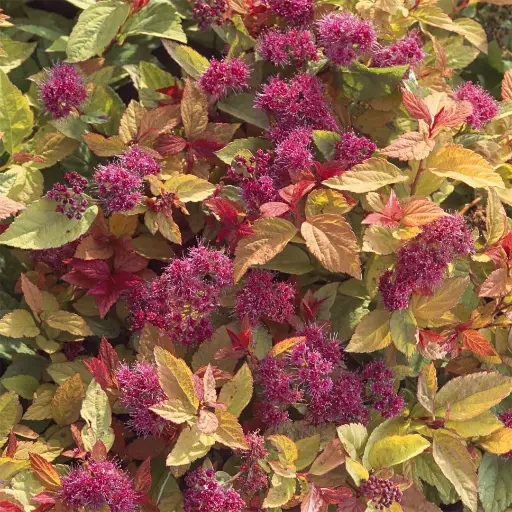 [107369] Spiraea japonica Firelight Pot C10