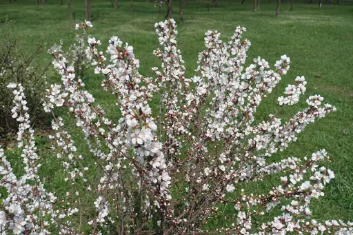 [120919] Prunus tomentosa Pot C3.6 ** Ragouminier ou Ragoumier **