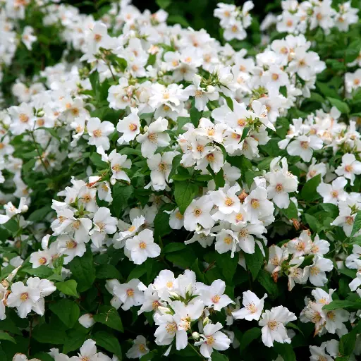[111840] Philadelphus Belle Etoile Pot C3