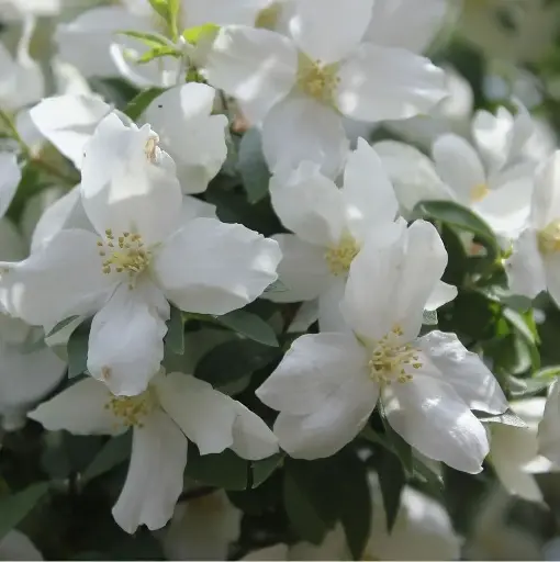 [138132] Philadelphus Starbright Pot C3.5L