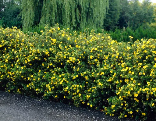 [126804] Potentilla fructicosa C3 litres