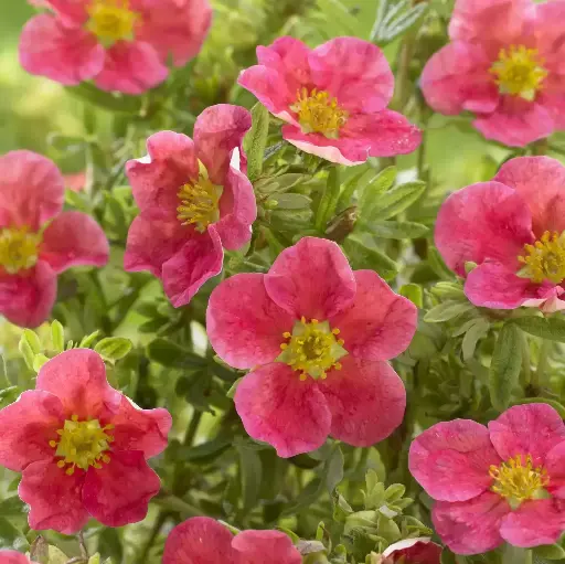 [130344] Potentilla fruticosa Danny Boy Pot C3Litres