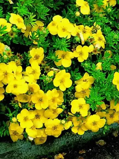 [130135] Potentilla fruticosa Kobold Pot C3.6