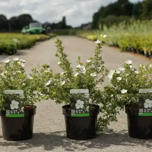 [103010] Potentilla fruticosa Abbotswood Pot C3.6Litres