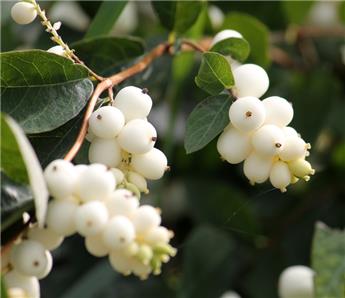 [123679] Symphoricarpos doorenbosii White Hedge Pot C3L