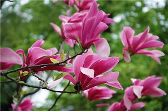 [125428] Magnolia Susan Mini Tige Pot C15-18