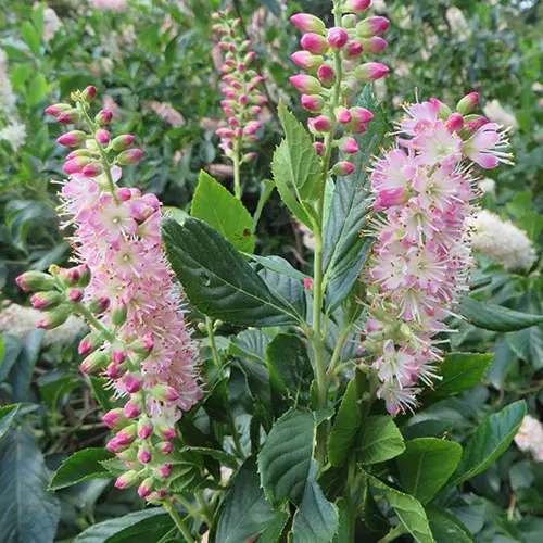 [100703] Clethra alnifolia Pink Spire Pot 