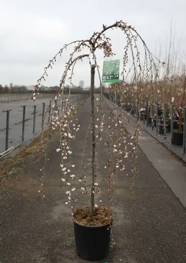 [139692] Prunus Incisa Frilly Frock Demi Tige  Pot C18L