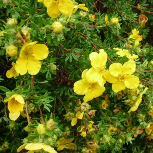 [105356] Potentilla fruticosa Goldfinger Pot C3.6Litres
