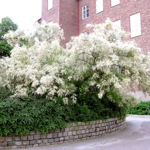 [112378] Tamarix ramosissima Hulsdonk White Pot C10L