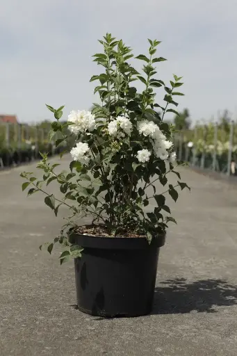 [129557] Philadelphus Dame Blanche Pot C10L **Très parfumé**