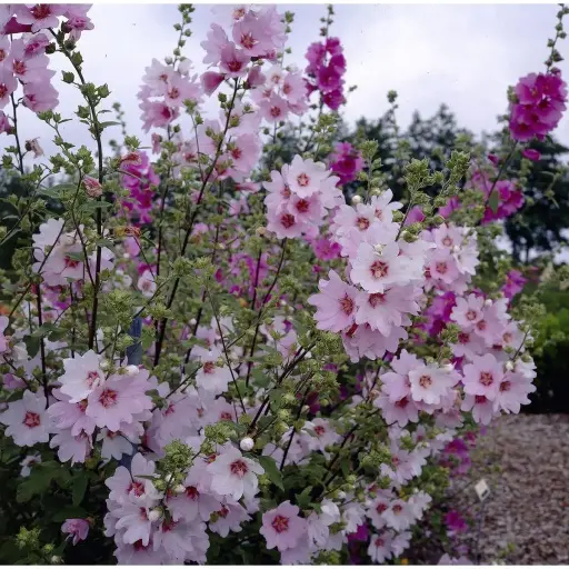 [113778] Lavatera Baby Barnsley Pot P19