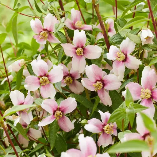 [142078] Philadelphus Petite Perfume Pink Pot C3.6 **Très parfumé**