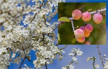 [144103] Prunus cerasifera Myrobolan 100 120 CM JPL RN *** Remise importante à partir de 10 plantes **