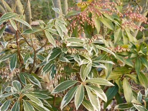 [137784] Pieris japonica Variegata Pot P27 cm