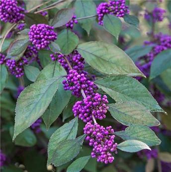 [107973] Callicarpa bodinieri profusion