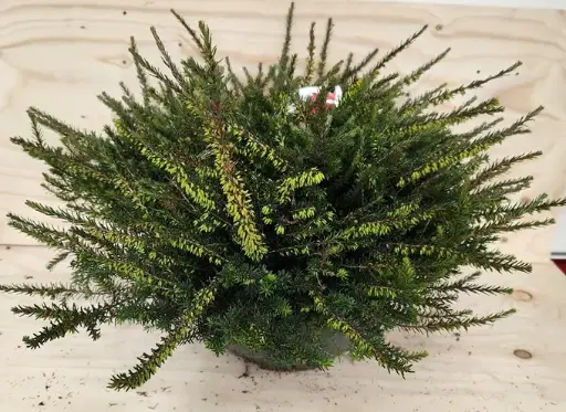 [113833] Erica darlyensis variées XL Coupe P23 cm - Bruyère hiver