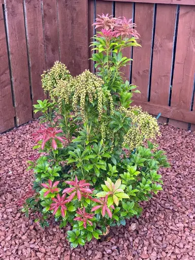 [141254] Pieris japonica Forest Flame 60 80 cm Pot C10Litres