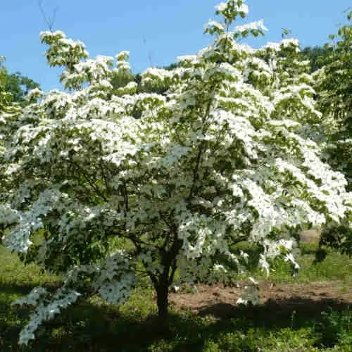 [140360] Cornus kousa Claudia 100 125  cm Pot C12Litres