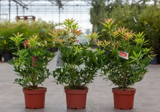 [102126] Pieris japonica Forest Flame 060 080 Pot P27 cm