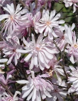 [144719] Magnolia stellata Chrysanthemumiflora 60 80 cm Pot C3.5Litres ** RARE **