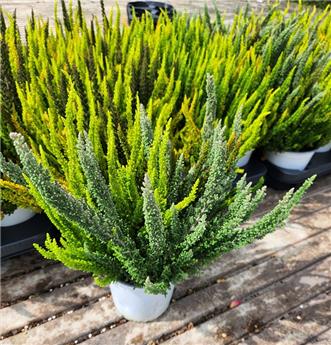[143815] Calluna Beauty Ladies Skyline TRIO Pot P13 cm ** Bruyère été-automne **