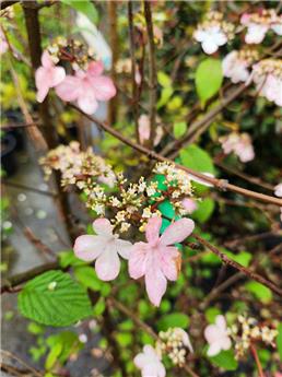 [144688] Viburnum plicatum Kilimandjaro Sunrise 060 080 Pot C3Litre