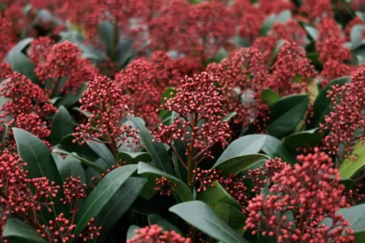 [109748] Skimmia japonica Rubella Pot Pot P23