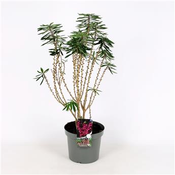 [108287] Daphne mezereum Rubra 50 60 cm Pot C5