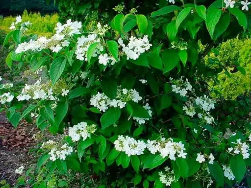 [140000] Viburnum plicatum Watanabe Pot C4L