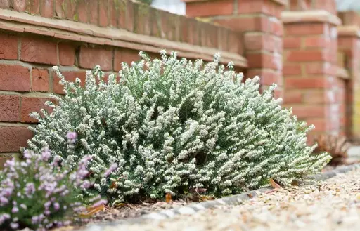 [111533] Erica darlyensis Silberschmelze - Bruyère d'hiver blanche