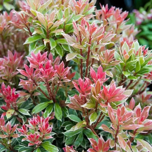 [109158] Pieris japonica Little Heath Pot C10