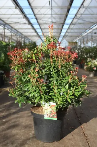 [102482] Pieris japonica Mountain Fire 50 60 Pot C10