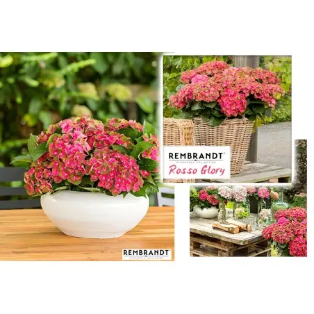 [134743] Hydrangea macrophylla Rembrandt Rosso Glory Pot C5L ** Hortensia **