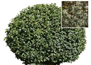 [129096] Osmanthus burkwoodii boule 55 60 cm Pot