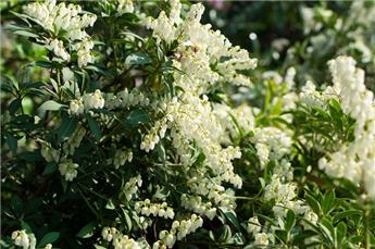 [141518] Pieris japonica White Pearl 030 050 cm Pot P19 cm