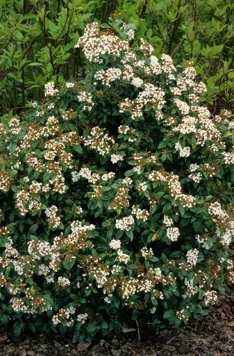 [103543] Viburnum tinus Pot 27