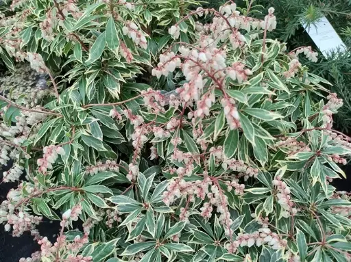[140358] Pieris japonica Flaming Silver 50 60 Pot C10