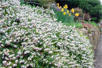 [145359] Erica carnea Springwood White  XTRA Pot C2Litres  - Bruyère d´hiver blanche
